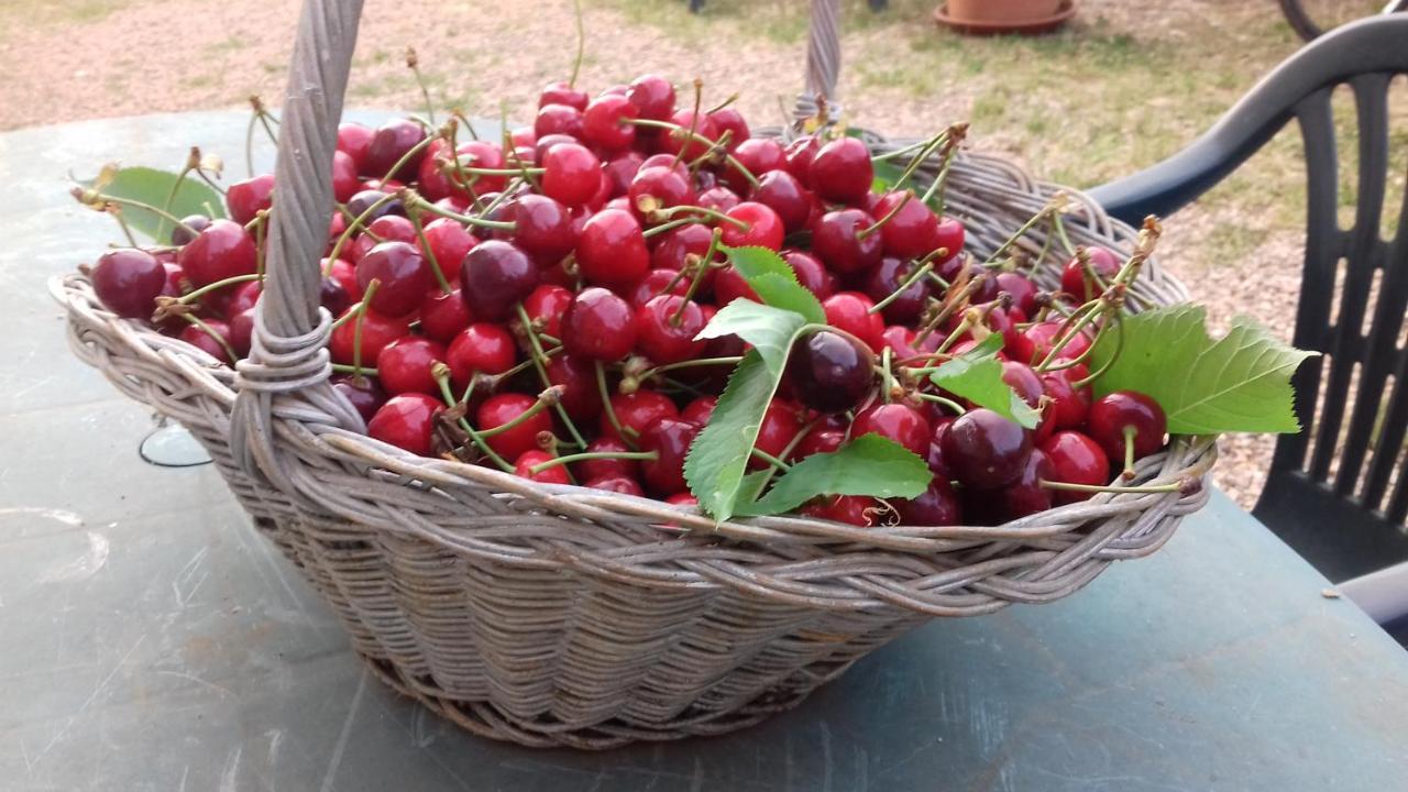 Podere Ficareto Farm Ancaiano Zewnętrze zdjęcie